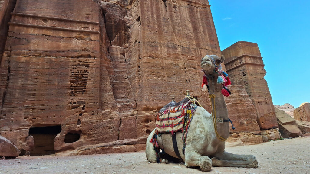 Kameel voor de Street of Facades, Petra
